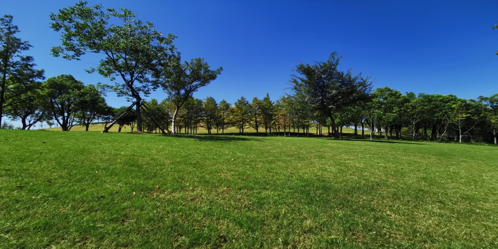 合肥廬陽(yáng)區(qū)廬州公園一期綠化景觀(guān)養(yǎng)護(hù)